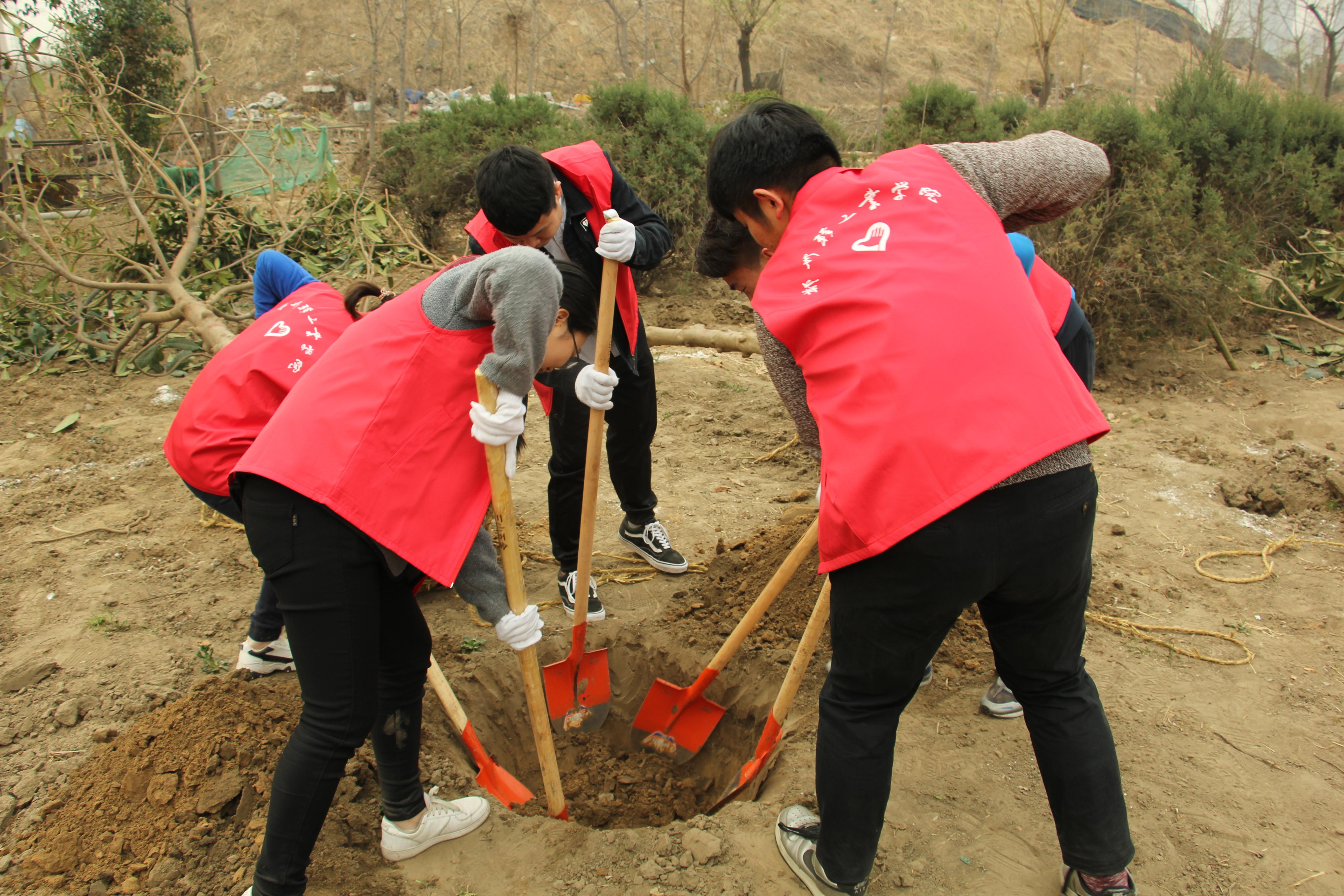 志愿者合作全身心挖坑植树